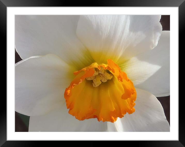Daffodil 1 Framed Mounted Print by Barbara Schafer
