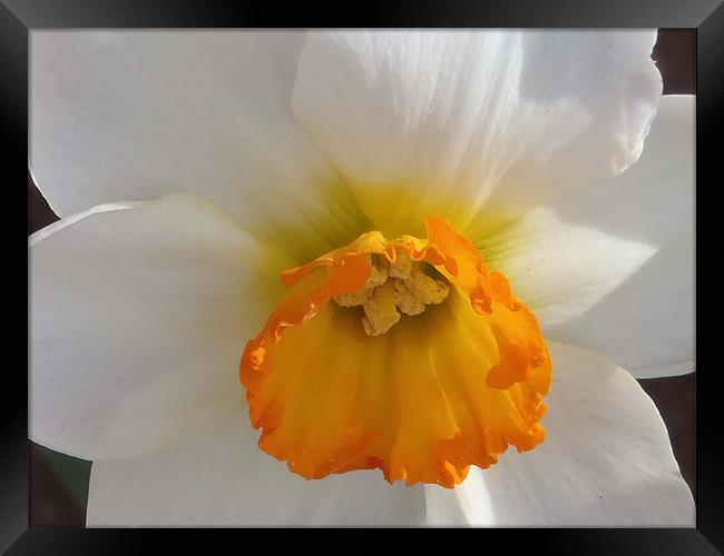 Daffodil 1 Framed Print by Barbara Schafer