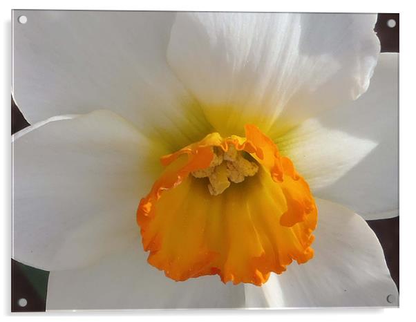 Daffodil 1 Acrylic by Barbara Schafer