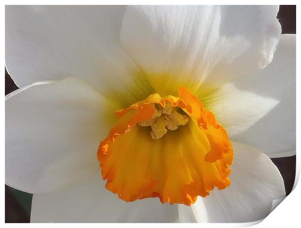Daffodil 1 Print by Barbara Schafer
