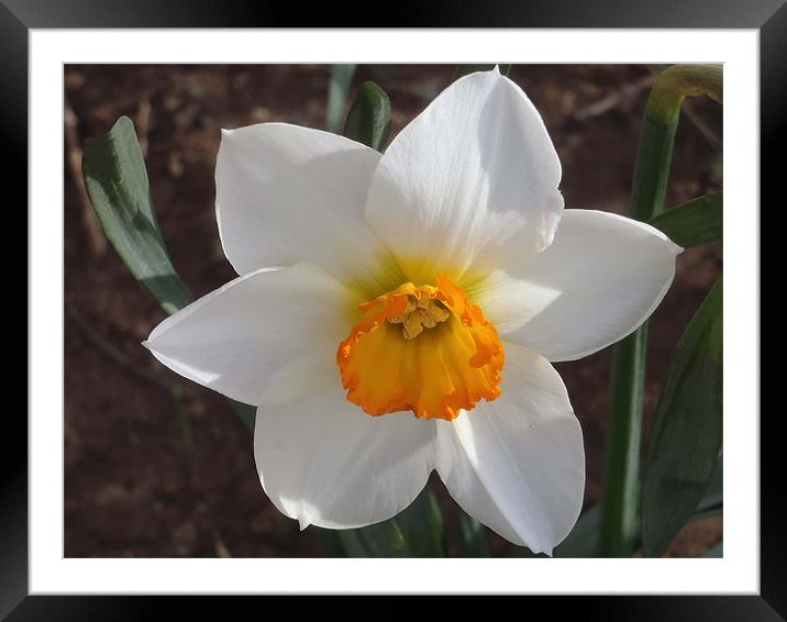 Spring Daffodil Framed Mounted Print by Barbara Schafer
