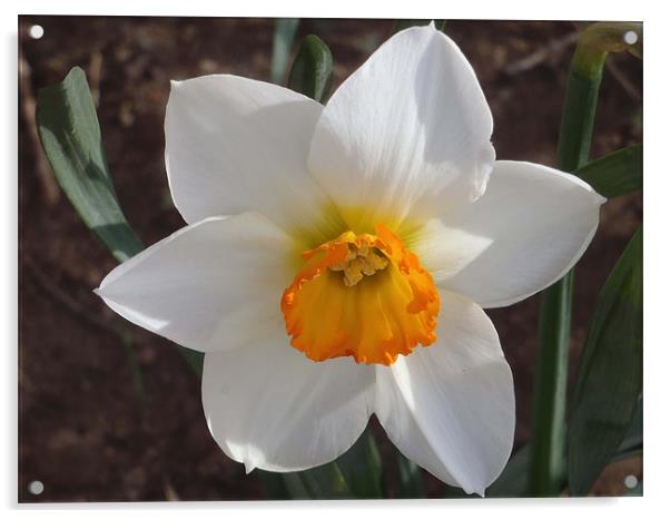 Spring Daffodil Acrylic by Barbara Schafer