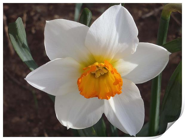 Spring Daffodil Print by Barbara Schafer