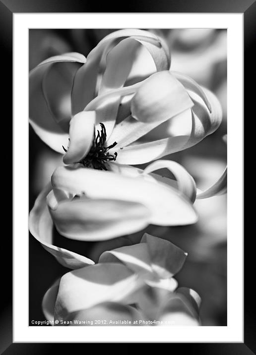 Spring Magnolia Framed Mounted Print by Sean Wareing