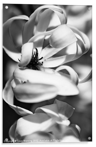 Spring Magnolia Acrylic by Sean Wareing