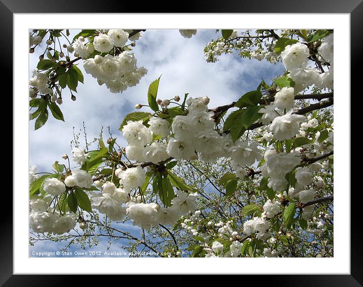 Blossom Framed Mounted Print by Stan Owen