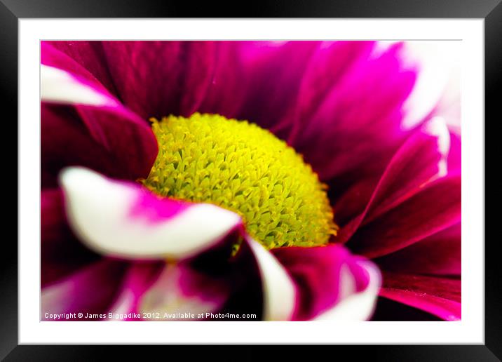 Pink and Green Framed Mounted Print by J Biggadike
