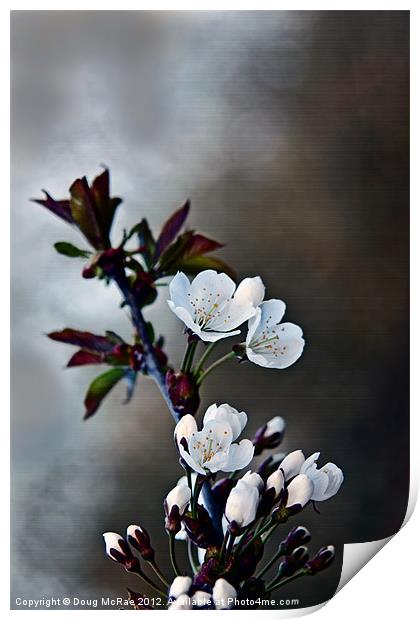 Spring Blossom Print by Doug McRae