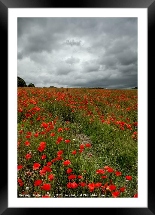 Poppies before the Storm Framed Mounted Print by Alice Gosling
