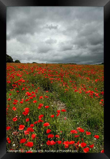 Poppies before the Storm Framed Print by Alice Gosling