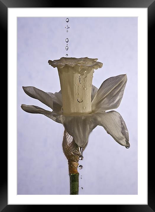 Daffodil Framed Mounted Print by Sam Smith
