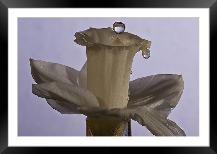 Daffodil drops Framed Mounted Print by Sam Smith