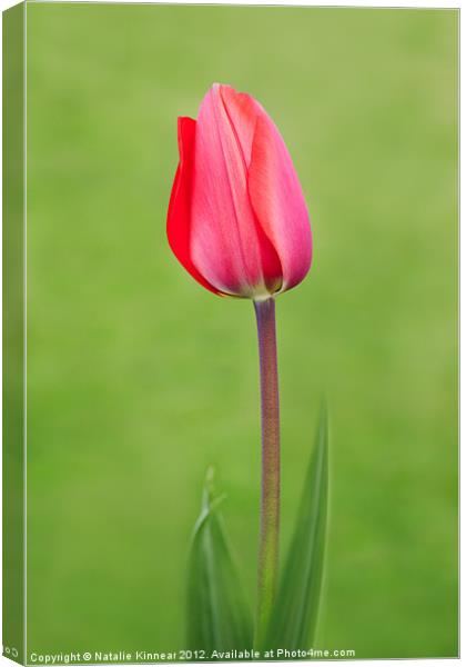 Red Tulip Canvas Print by Natalie Kinnear