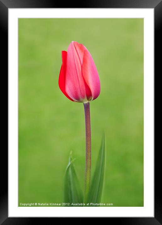 Red Tulip Framed Mounted Print by Natalie Kinnear