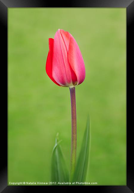 Red Tulip Framed Print by Natalie Kinnear