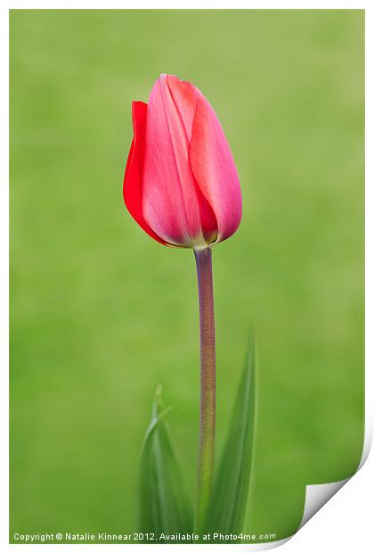 Red Tulip Print by Natalie Kinnear