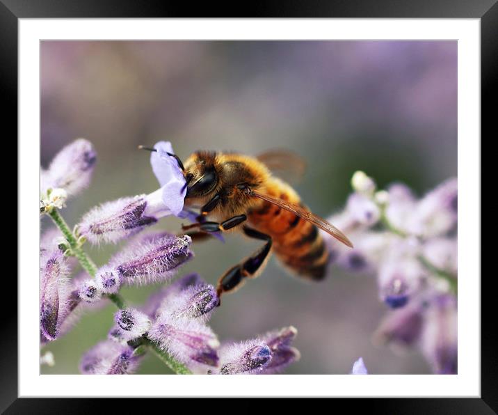 Honey Bee Framed Mounted Print by Rachel Webb