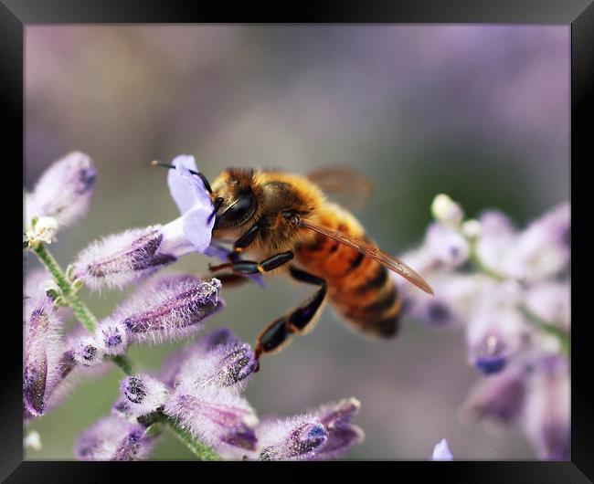 Honey Bee Framed Print by Rachel Webb
