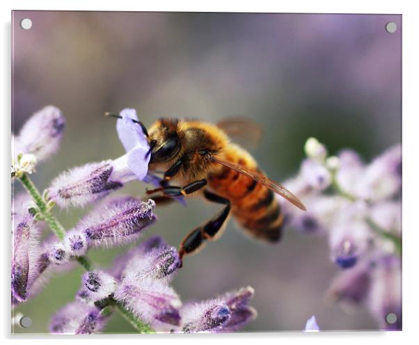 Honey Bee Acrylic by Rachel Webb