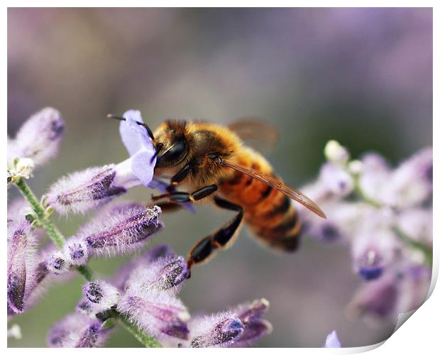 Honey Bee Print by Rachel Webb