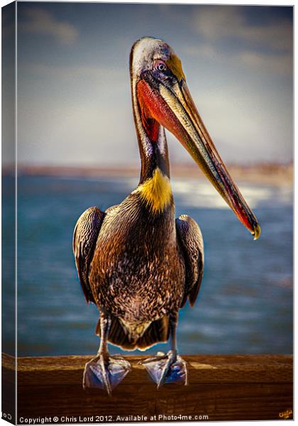Plump Peter Pelican's Photo Pose Canvas Print by Chris Lord