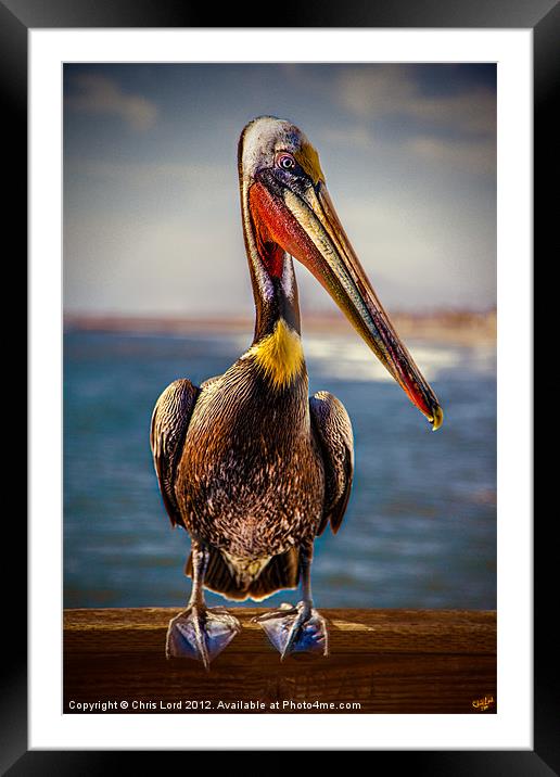 Plump Peter Pelican's Photo Pose Framed Mounted Print by Chris Lord