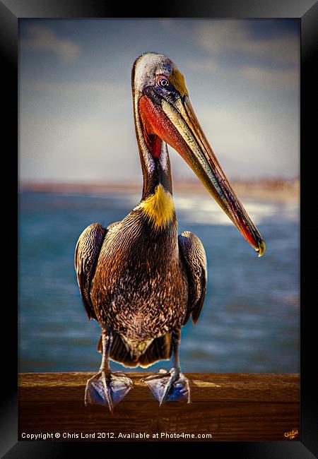 Plump Peter Pelican's Photo Pose Framed Print by Chris Lord