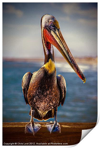 Plump Peter Pelican's Photo Pose Print by Chris Lord