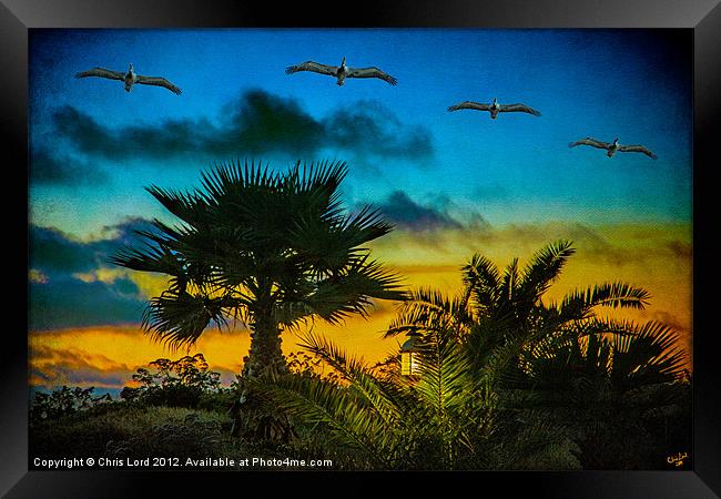 Tropical Sunset With Pelicans Framed Print by Chris Lord