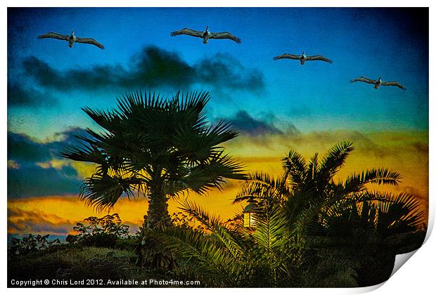 Tropical Sunset With Pelicans Print by Chris Lord