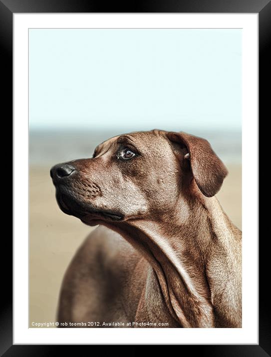 A DAY AT THE BEACH Framed Mounted Print by Rob Toombs