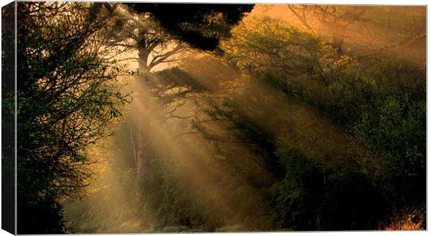 Sunrays in the Morning Canvas Print by barbara walsh