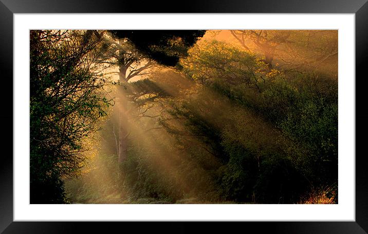 Sunrays in the Morning Framed Mounted Print by barbara walsh