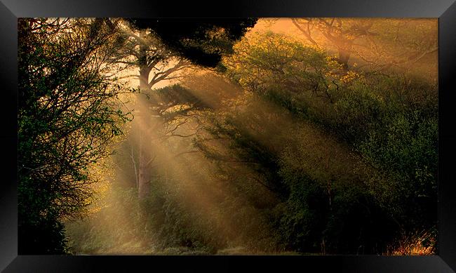 Sunrays in the Morning Framed Print by barbara walsh