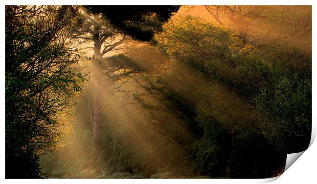 Sunrays in the Morning Print by barbara walsh