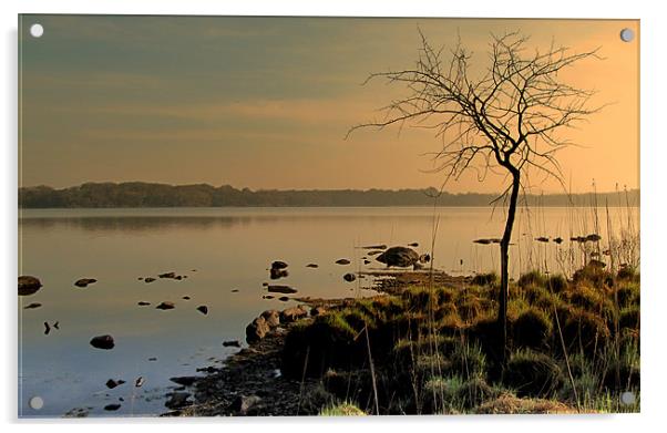 Morning at the Lake Acrylic by barbara walsh