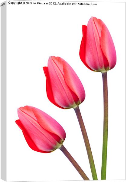 Three Red Tulips Canvas Print by Natalie Kinnear