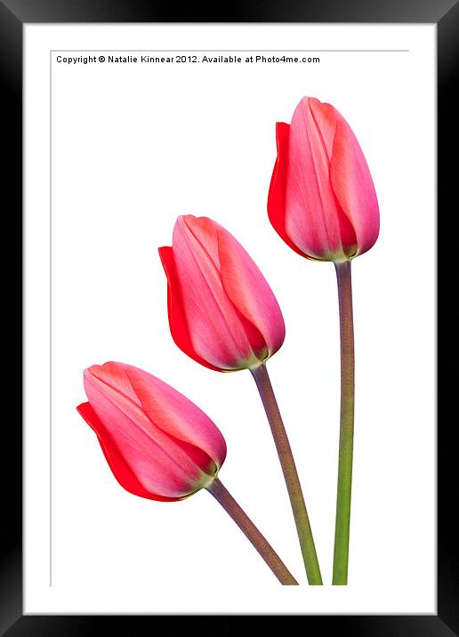 Three Red Tulips Framed Mounted Print by Natalie Kinnear