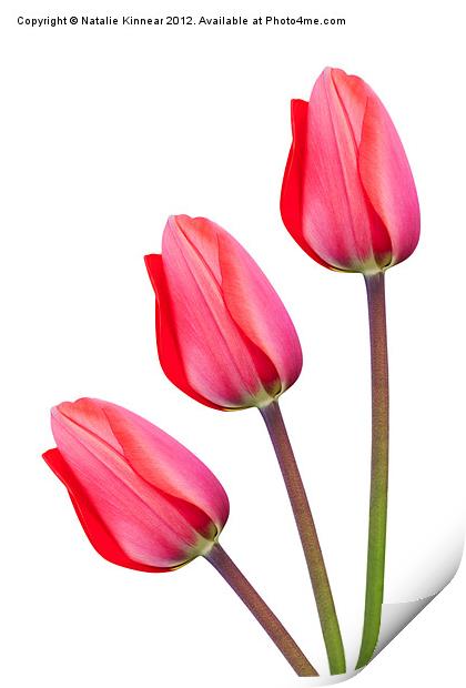 Three Red Tulips Print by Natalie Kinnear