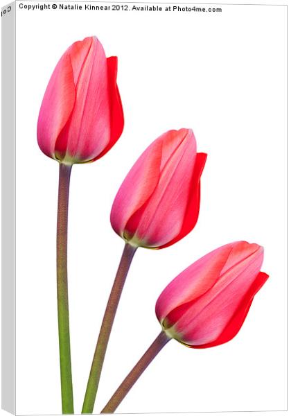 Red Tulip Trio Canvas Print by Natalie Kinnear