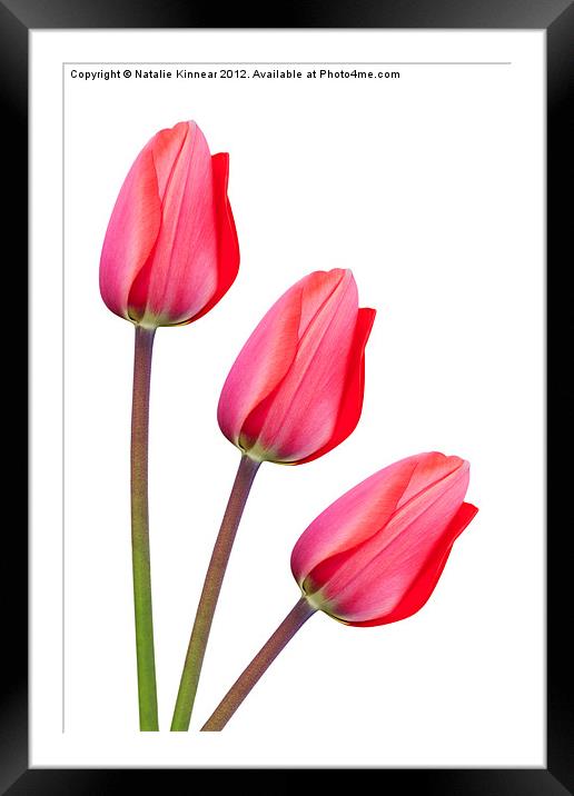 Red Tulip Trio Framed Mounted Print by Natalie Kinnear