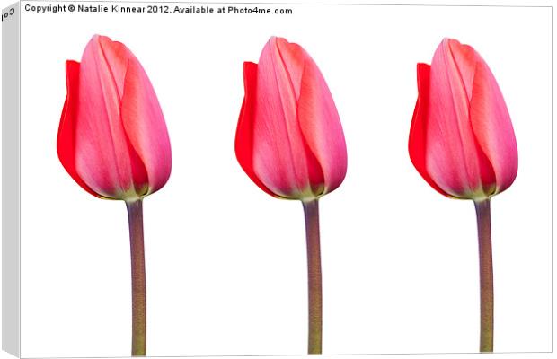 Three Red Tulips in a Row Canvas Print by Natalie Kinnear