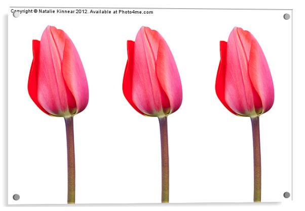 Three Red Tulips in a Row Acrylic by Natalie Kinnear