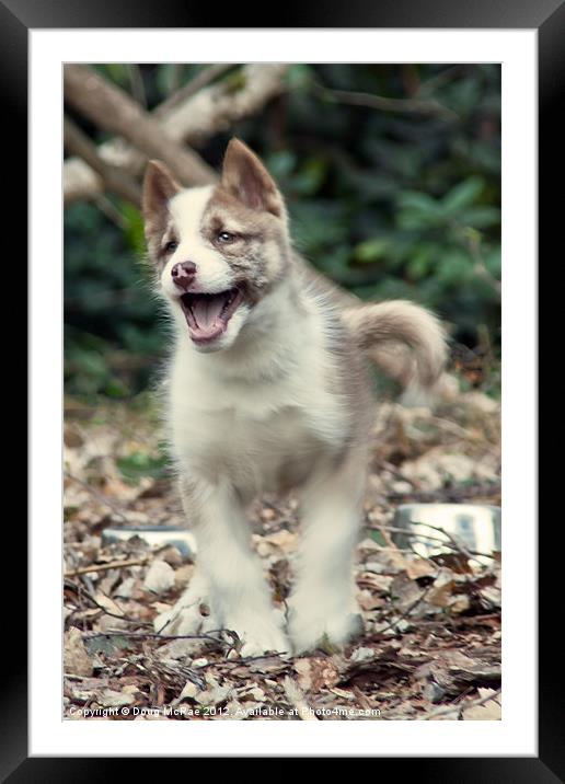 Happy puppy Framed Mounted Print by Doug McRae