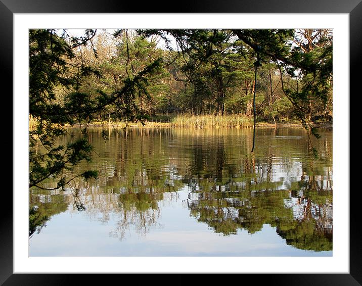 Lake in the Park Framed Mounted Print by barbara walsh