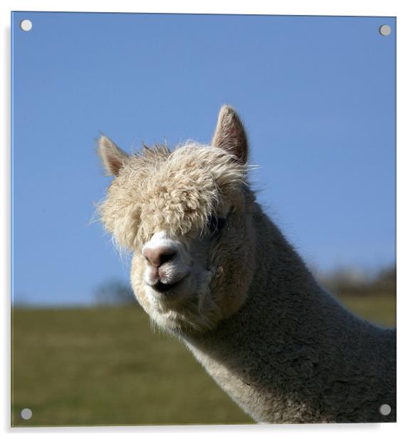 alpaca Acrylic by david harding