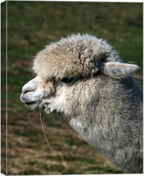 alpaca Canvas Print by david harding