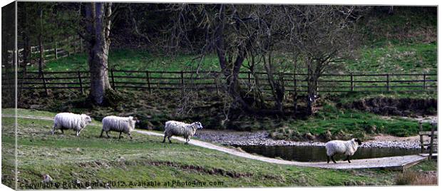 It's a Ewe Queue ! Canvas Print by Roger Butler
