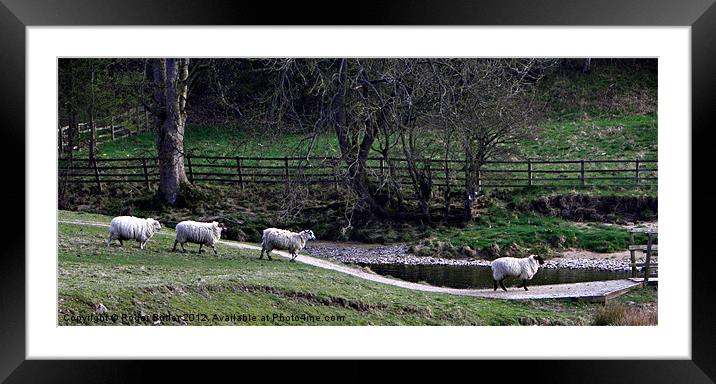It's a Ewe Queue ! Framed Mounted Print by Roger Butler