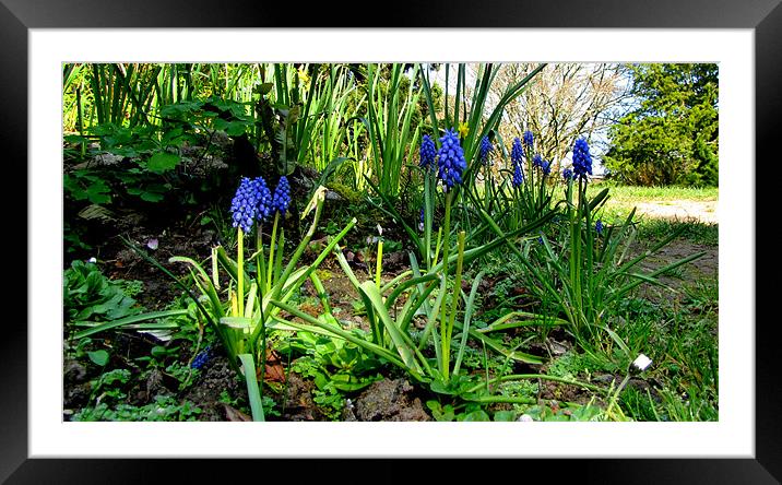 Colour in the Garden Framed Mounted Print by barbara walsh